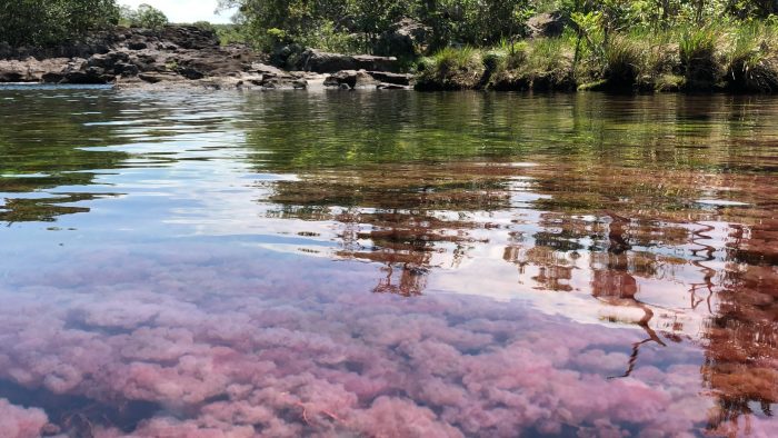  - Caño Cristales: el milagro que produjo el único río del mundo que florece