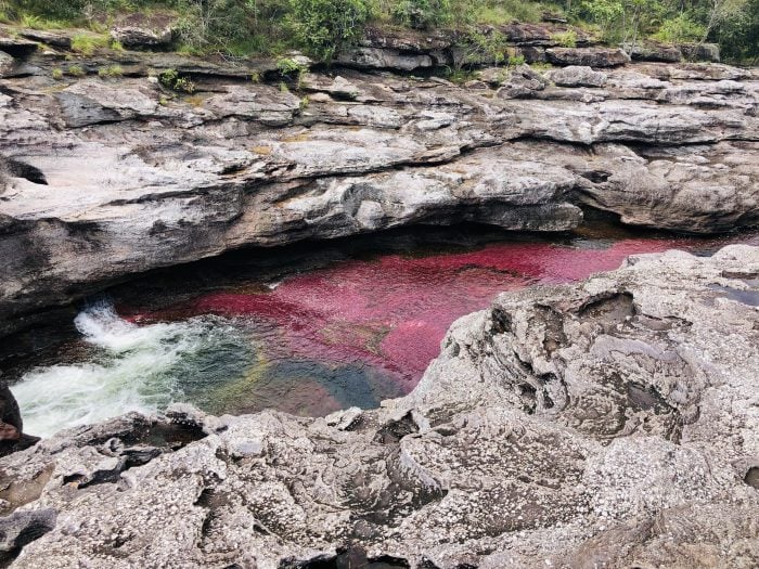  - Caño Cristales: el milagro que produjo el único río del mundo que florece