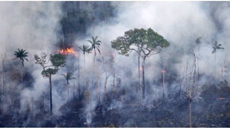 El fuego en las selvas amazónica y colombiana