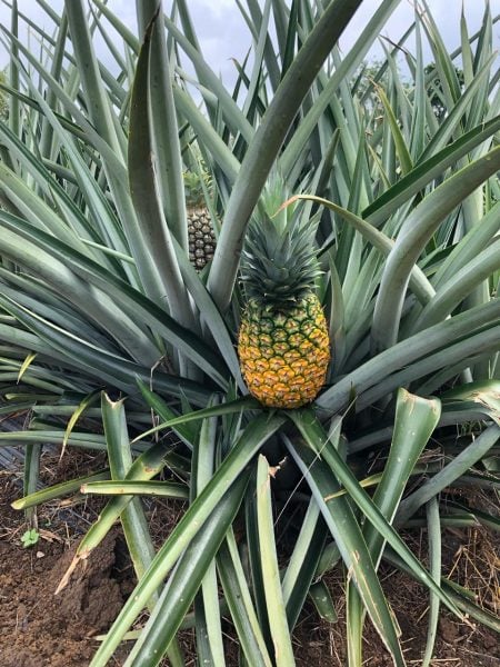  - La fruta dorada que da de comer a agricultores del Cauca