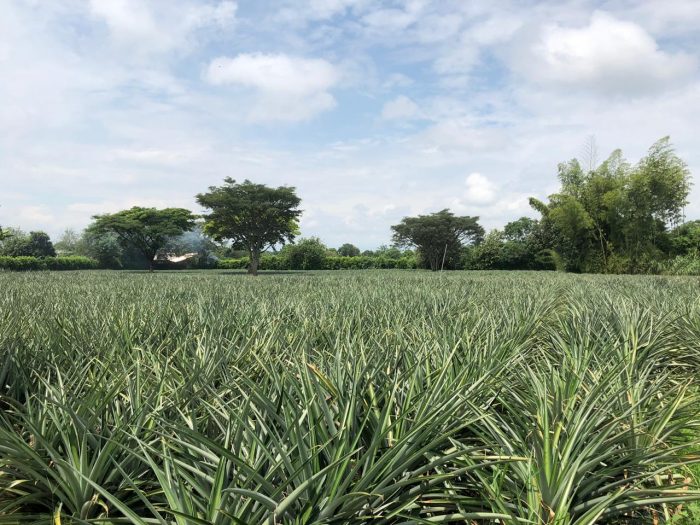  - La fruta dorada que da de comer a agricultores del Cauca