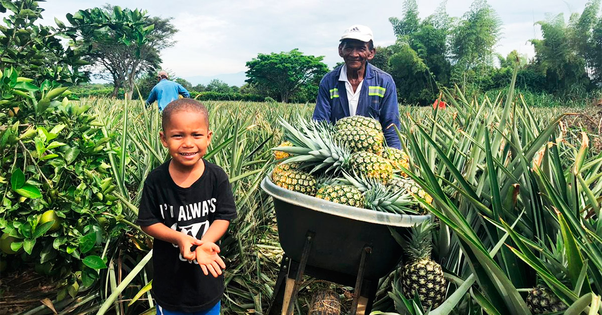 La fruta dorada que da de comer a agricultores del Cauca