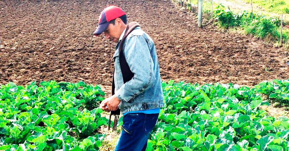 El lugar de Colombia en donde el brócoli le ganó a las balas
