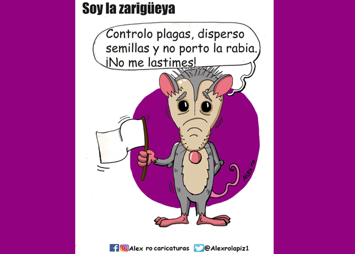 Caricatura: Soy la zarigüeya