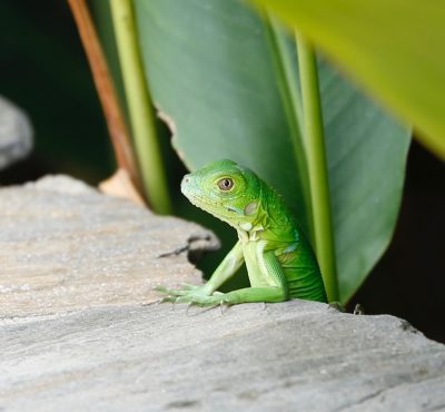  - Plasticidad cerebral: mantenerse saludable