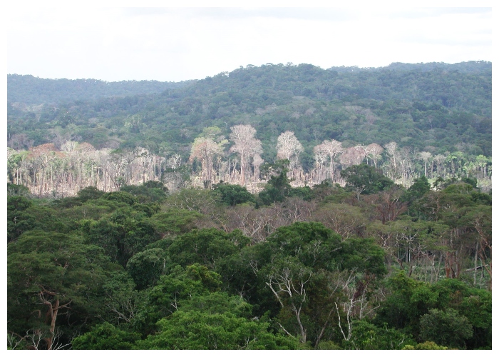 ¿Con qué dinero se protegerá la selva amazónica?