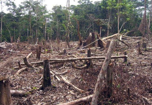 La deforestación sin control tiene en riesgo nuestros ecosistemas