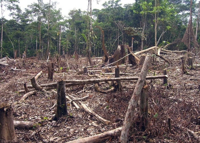 La deforestación sin control tiene en riesgo nuestros ecosistemas