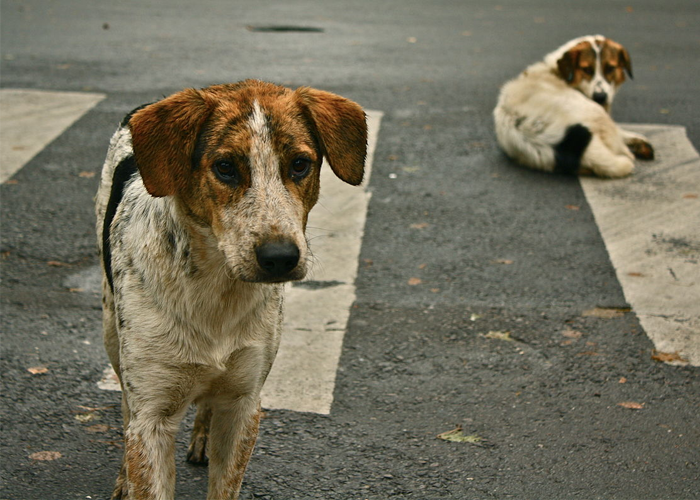 Pobreza, inseguridad y vida de perros