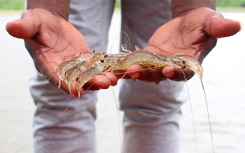 En Tumaco, los camarones le están ganando la batalla a la coca
