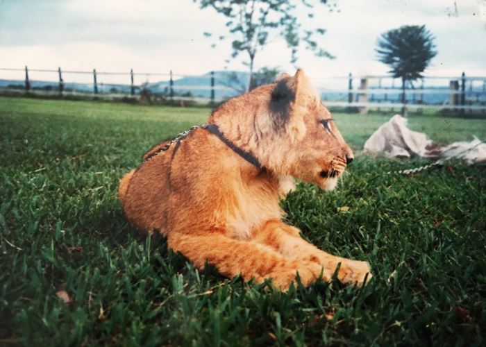 Simba, el león que se paseaba solo por las calles de Cali