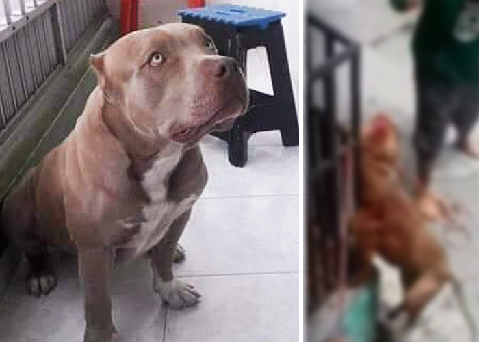 Medellín exige justicia contra los asesinos de Zeus