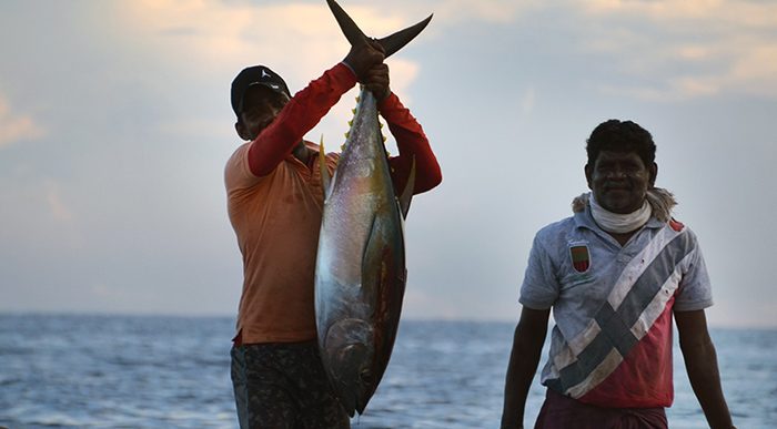  - Los atunes que Colombia le vende al mundo