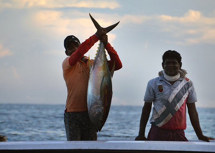 Los atunes que Colombia le vende al mundo