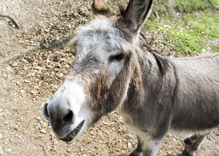 ¡Viajemos en burro! Prohíban ya la compra y venta de motos en Colombia