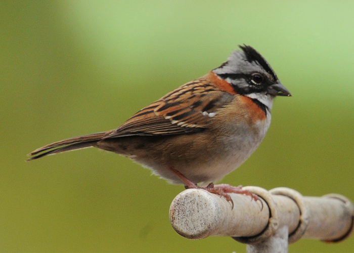 Ojo al copetón, el ave insignia de Bogotá