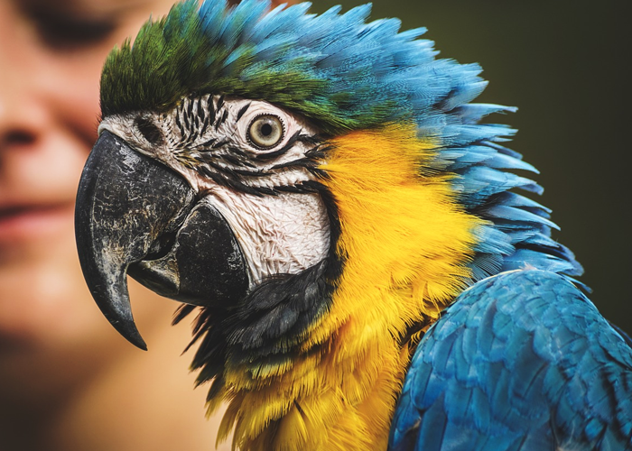 El loro al que querían matar por sapo