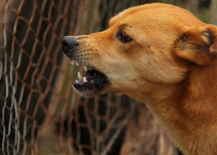 ¿Qué es la rabia animal?, ¿cómo afecta a los humanos?