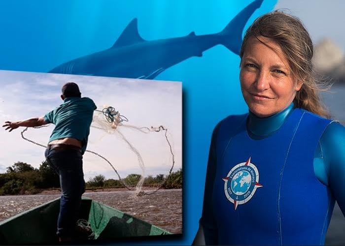 Ambientalistas o irracionales con el tema de los tiburones