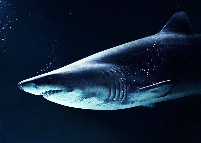 La apresurada prohibición de la pesca del tiburón