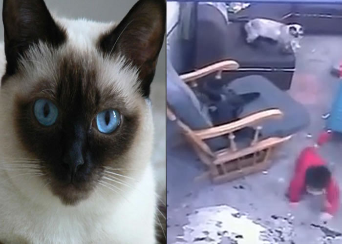 Esta gata salvó a un niño en Bogotá