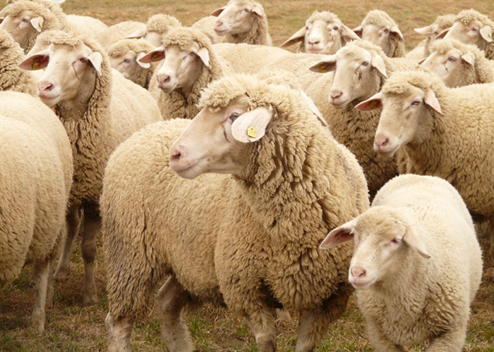 Para pensar fuera del rebaño en tiempos de agitación política