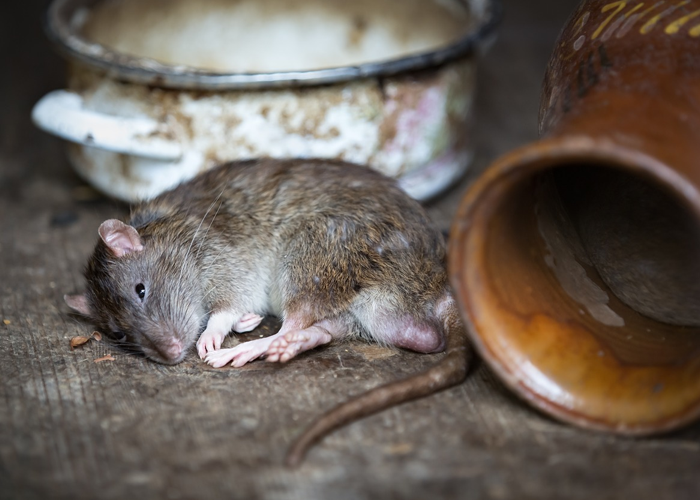 El día que en Locombia acabaron con las ratas