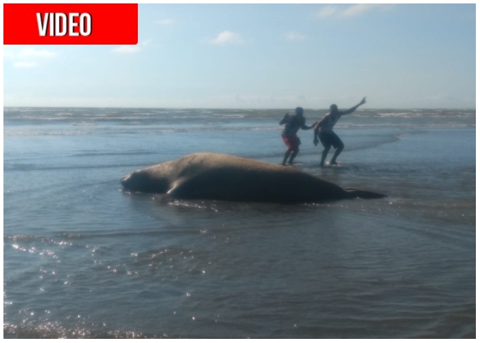 VIDEO: Avistamiento de los primeros elefantes marinos en Buenaventura