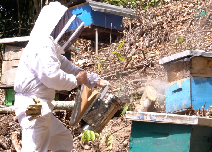 Apicultura, un dulce negocio para las familias campesinas