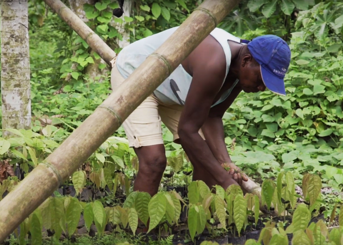 Los campesinos de Tumaco que le apuestan a la sustitución de cultivos