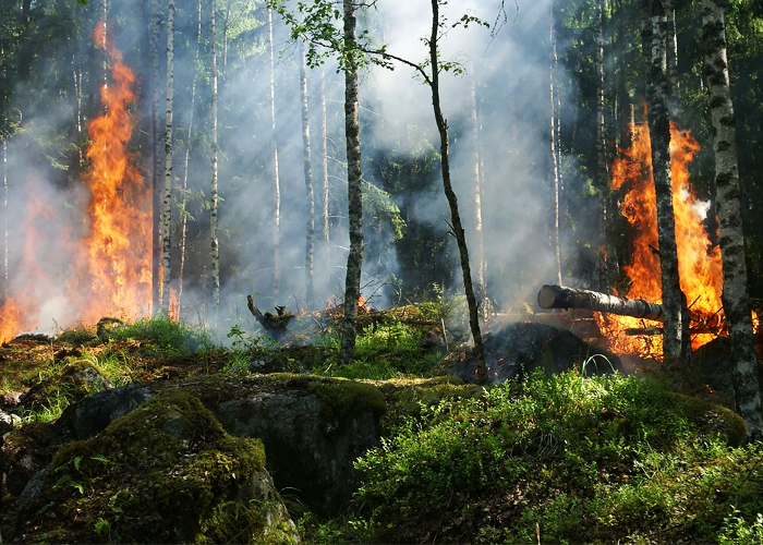 Colombia, un bosque en llamas