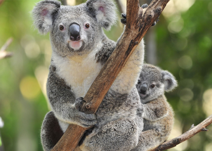 ¿Desaparecerán los koalas?