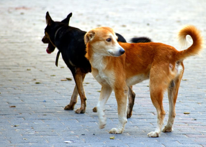 Dejó su vida para dedicarla a cuidar perros abandonados