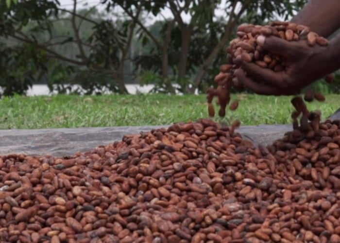 El cacao le gana la batalla a la coca en Tumaco