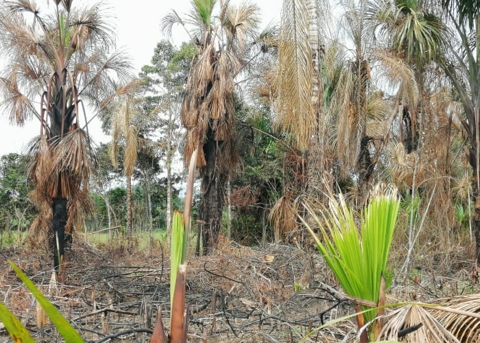 Escándalo por el humedal de Belén de los Andaquíes, Caquetá