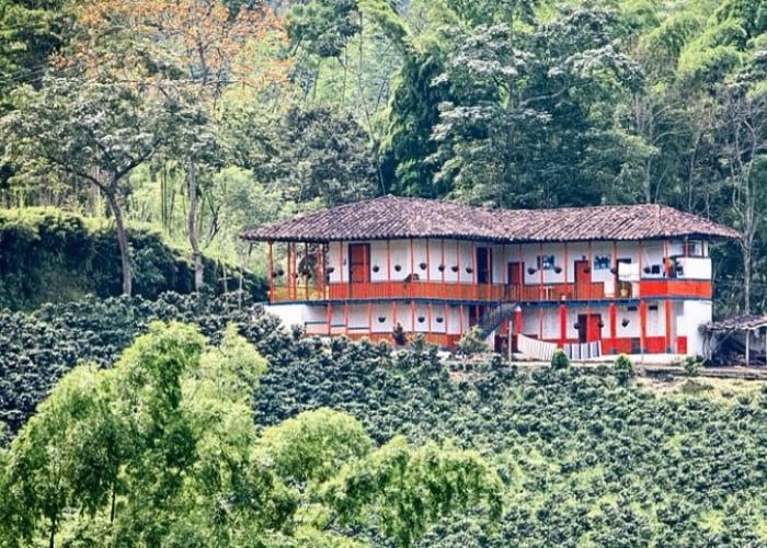 Café, un ingrediente esencial para la paz en Colombia