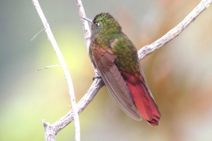  - Pajariando con las Farc, la fórmula del biólogo Diego Calderón