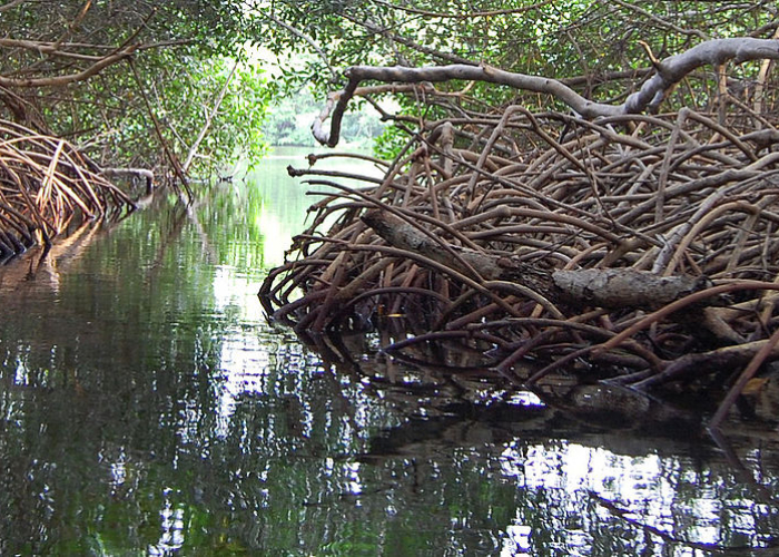 Los manglares sacrificados por construir una avenida en Cartagena
