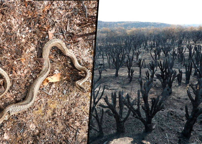 FOTOS: El daño irreparable del incendio en La Macarena