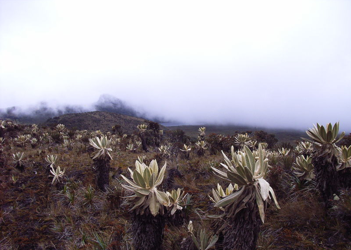 ¿Está bajo ataque el macizo colombiano?