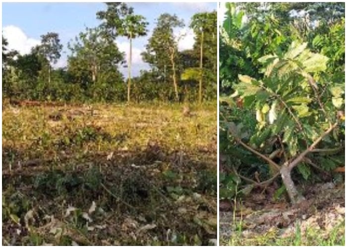 Por abrirle pista a un helicóptero, Ejército destruyó 500 matas de cacao en Tumaco