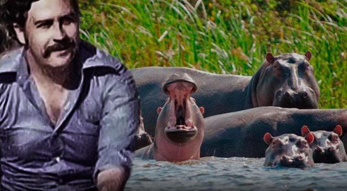  - La maldición de los hipopótamos de Pablo Escobar