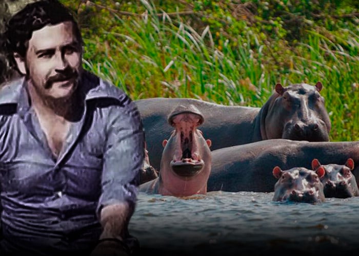 La maldición de los hipopótamos de Pablo Escobar