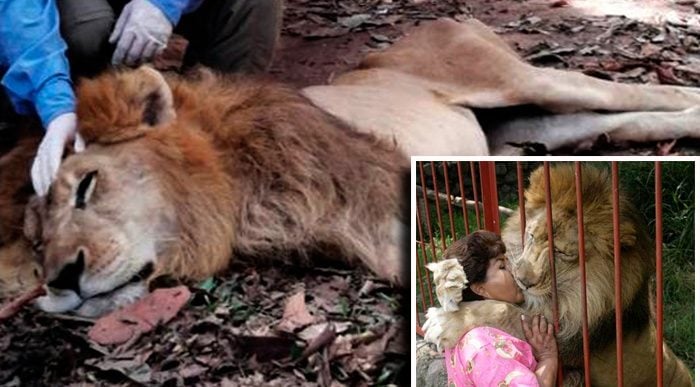  - "No se imaginan el dolor que estoy sintiendo" El drama de la mamá del León que muere en Montería