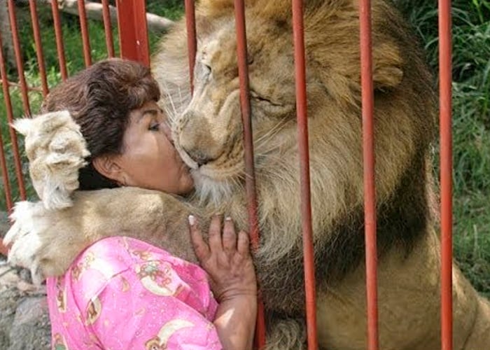 Después de una larga lucha muere el león Júpiter
