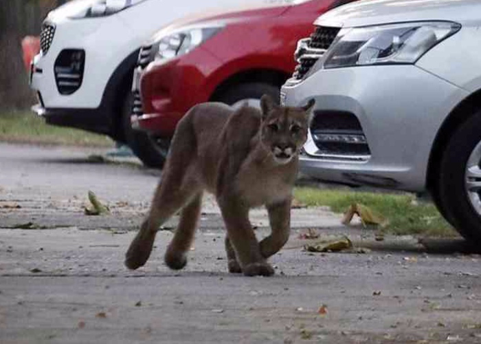 Los animales que se tomaron las ciudades por el COVID-19