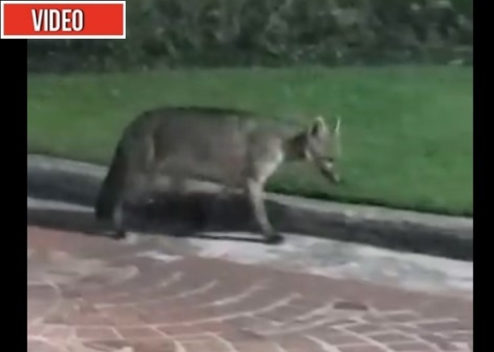 VIDEOS: En Colombia los animales también se toman las ciudades