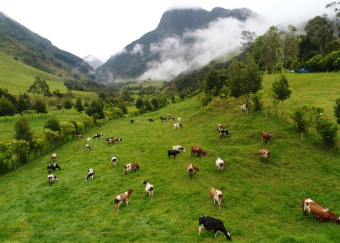 Aumentan las vacas, disminuyen los bosques