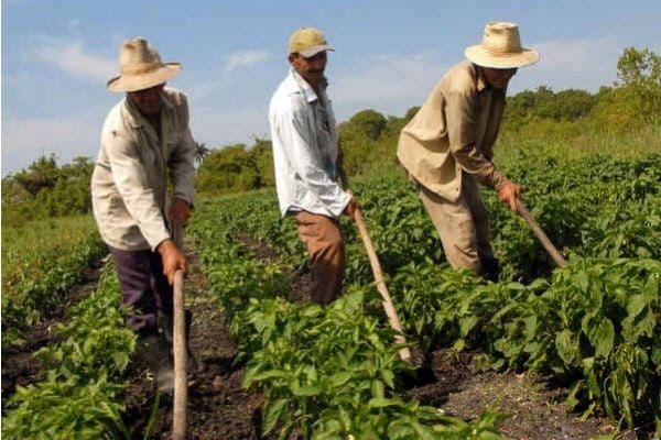 Campesinos en riesgo de Coronavirus por culpa de los irresponsables que se fueron de puente