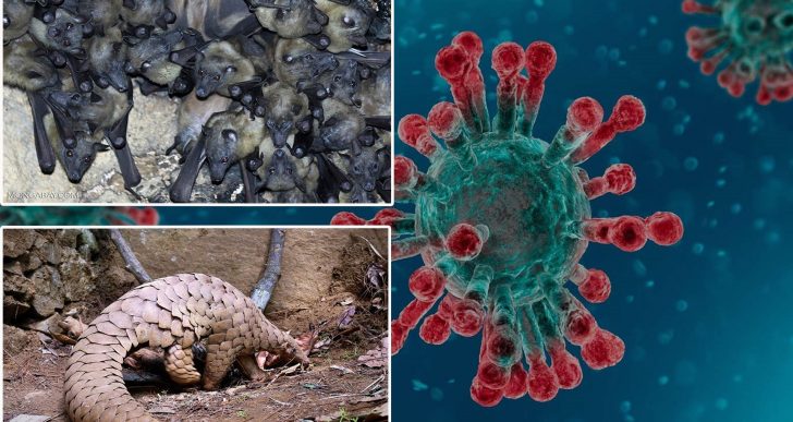  - Los animales y el coronavirus: mitos y realidades